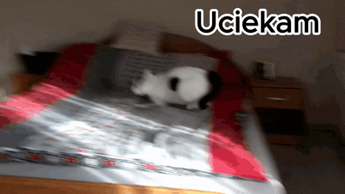 a blurry picture of a cat on a bed with the words uciekam written above it
