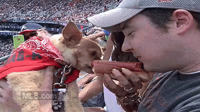 Dog And Man Eating Hotdog GIF - Dog Hotdog Bite GIFs
