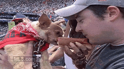 a man is feeding a dog a hot dog while wearing a bandana that says ' mlb.com ' on it