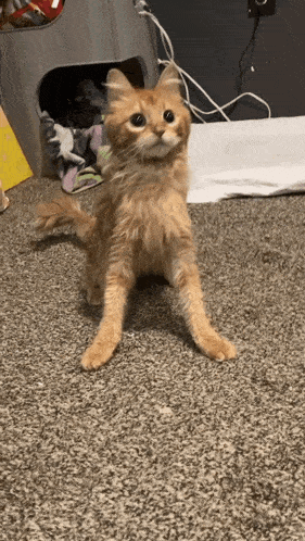 Cat Orange Cat GIF - Cat Orange Cat Wobbly Cat GIFs