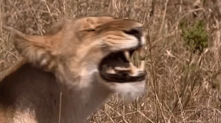 Wild Animals Lioness GIF - Wild Animals Lioness Lions GIFs