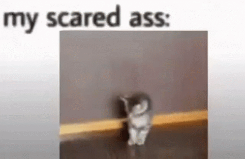 Cat Scared GIF - Cat Scared My Scared Ass GIFs