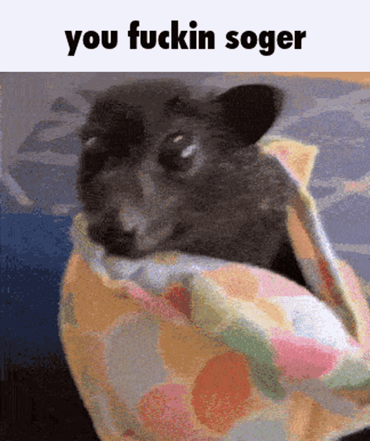 a dog wrapped in a blanket with the words you fuckin soger above it