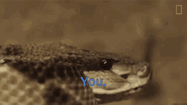 a close up of a snake with the words " you " written on it