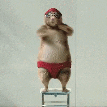 Hamster Dive GIF - Hamster Dive Getting Ready GIFs