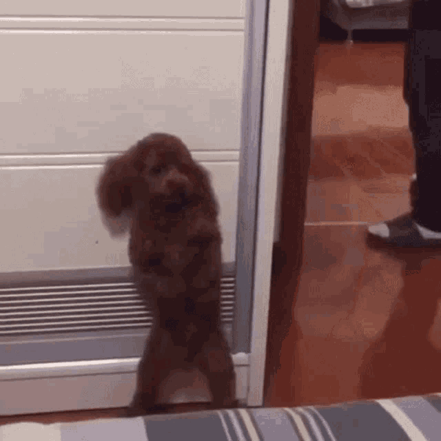 a small brown poodle is standing on its hind legs in front of a closet door .