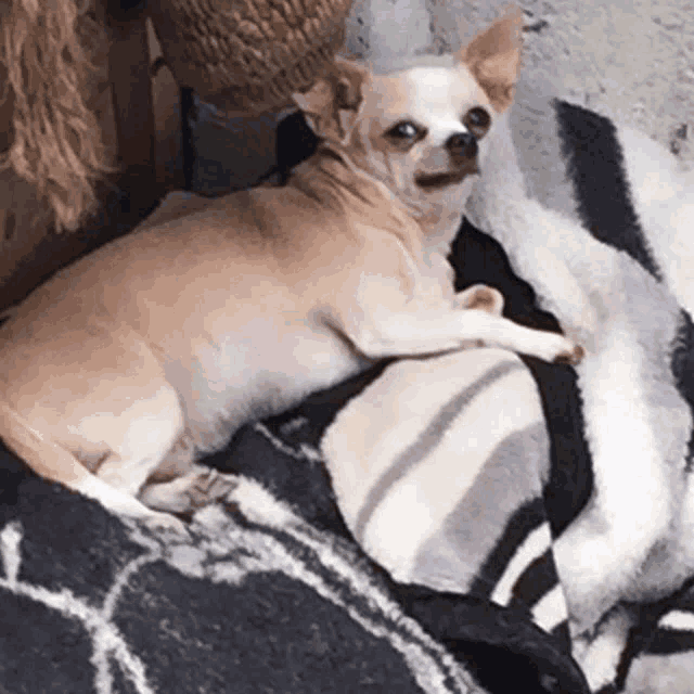 a small dog is laying on a blanket on a bed