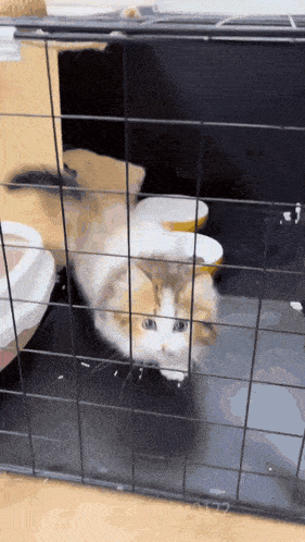 a brown and white cat in a cage with the number 2022 on the bottom of the screen