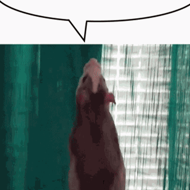 a hamster is standing in front of a window with a green curtain .