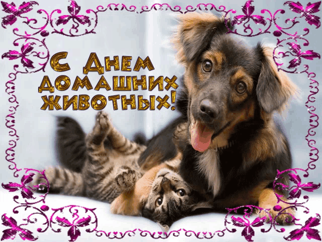 a dog and a cat are laying on top of each other on a card