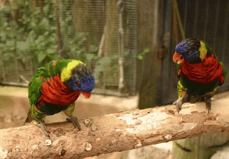 two colorful birds are perched on a log