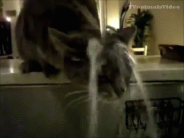 She Doesn'T Mind The Water, Just Wants A Drink GIF - Cat Funny Drinks GIFs