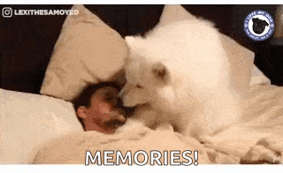 a white dog is laying on top of a man in bed .