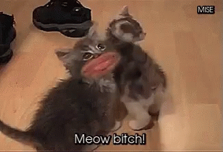 Cats Meow GIF - Cats Meow Markiplier GIFs