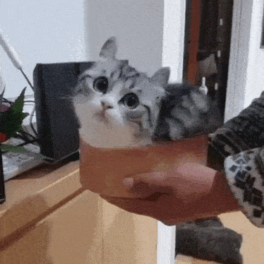a person is holding a small kitten in a box