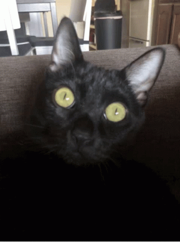Black Cat Tongue GIF - Black Cat Tongue Cat Tongue GIFs