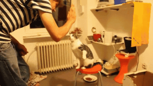 a person playing with a cat in a room