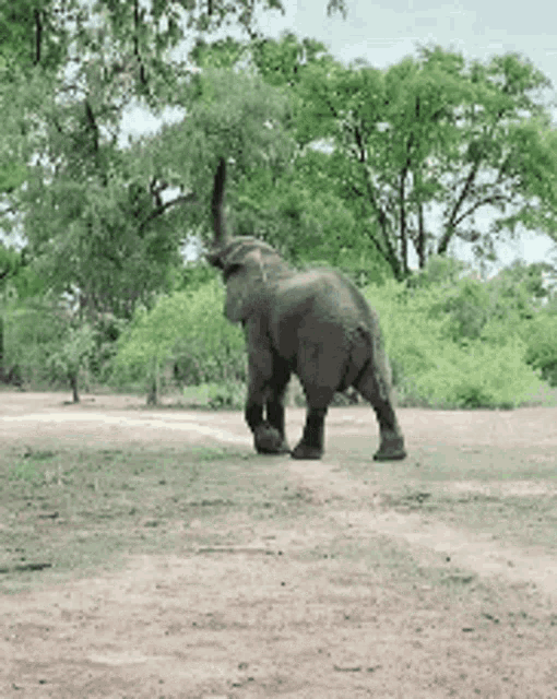 Proud To Be A Vegan Elephant Eating GIF - Proud To Be A Vegan Elephant Eating GIFs