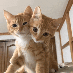 two orange and white kittens are hugging each other and looking at the camera .