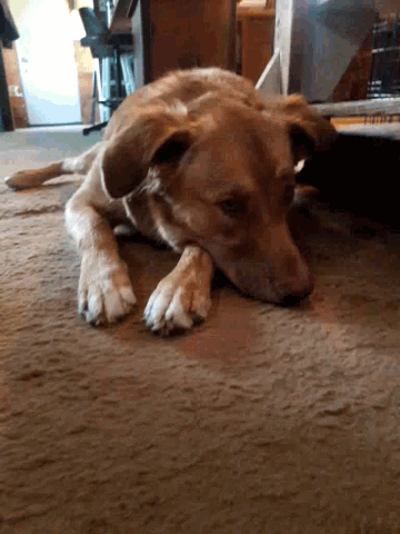 a dog is laying down on the floor with its head on the floor