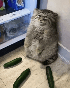 a cat is sitting in front of a refrigerator next to cucumbers on the floor .