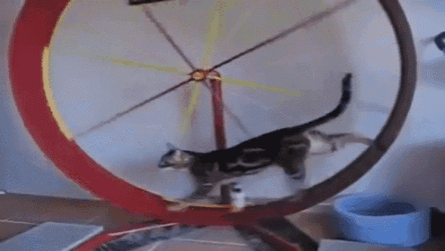 Wait, You'Re On The Wheel? I Need To Be On The Wheel Too! GIF - Cat Wheel Walk GIFs