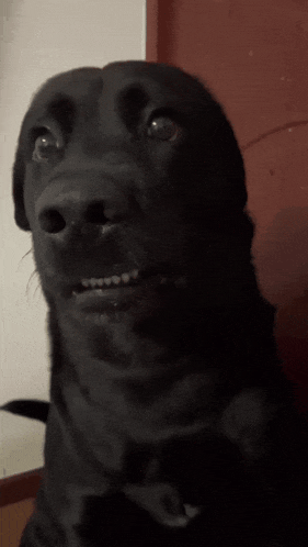 Tiktok Dog Awkward Dog GIF - Tiktok Dog Awkward Dog Confused GIFs
