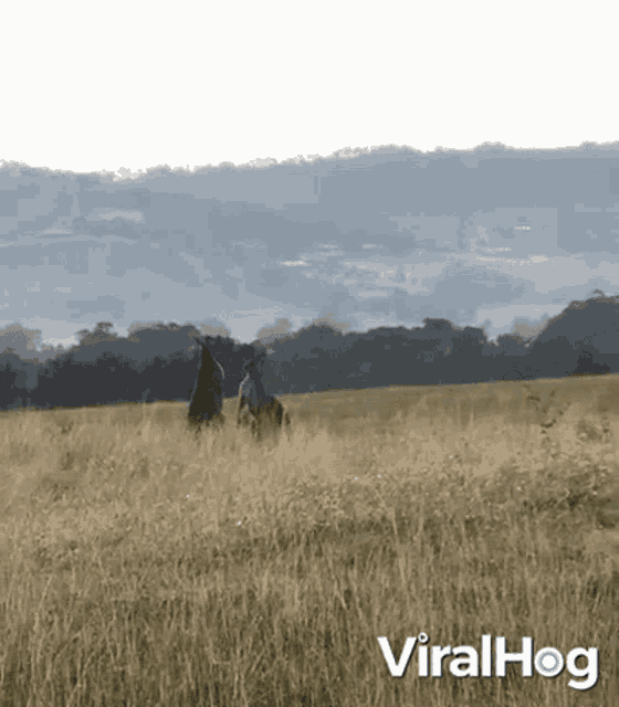 a picture of a field with the words viralhog written on the bottom
