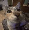 a close up of a cat 's face looking at the camera while sitting on a couch .