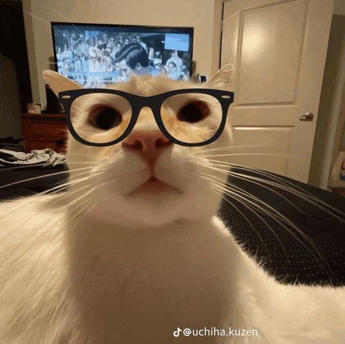 a cat wearing glasses with the hashtag uchiha.kuzen