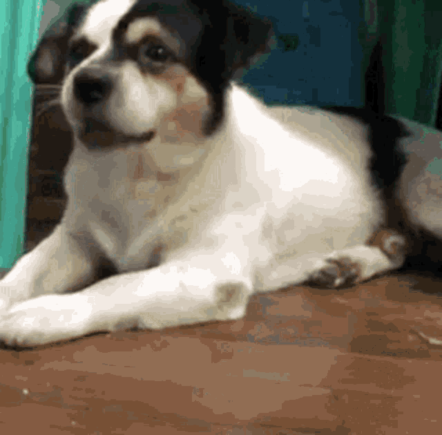 a black and white dog is laying down on the floor