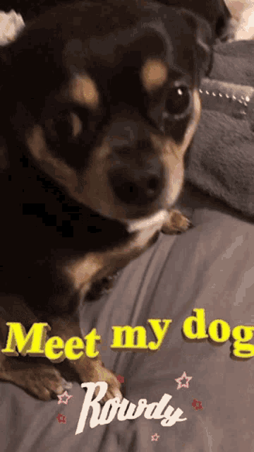 a picture of a dog with the words meet my dog rourdy on the bottom