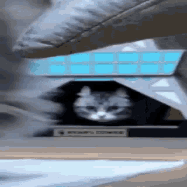 a cat is peeking out of a laptop keyboard