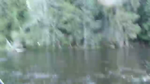 Swoop GIF - Eagle Bird Fishing GIFs