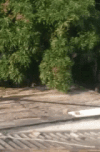a blurred image of a roof with trees in the background .