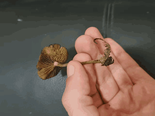 a person holds a mushroom in their hand with a black background