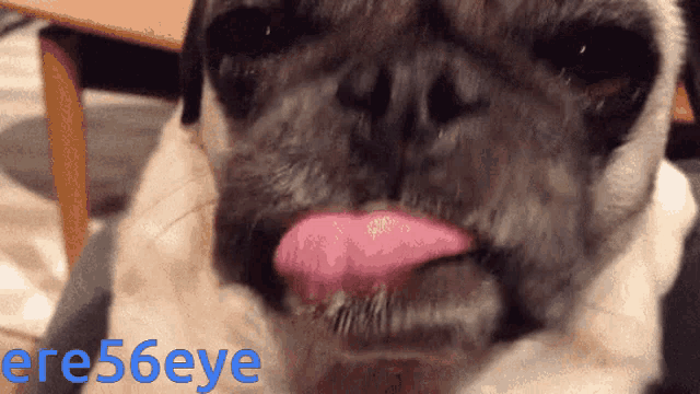 a close up of a pug sticking its tongue out with the words ere56eye in the corner
