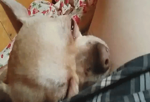 Pet Dog GIF - Pet Dog Sleepy GIFs
