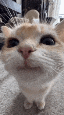 a close up of a cat 's face looking at the camera