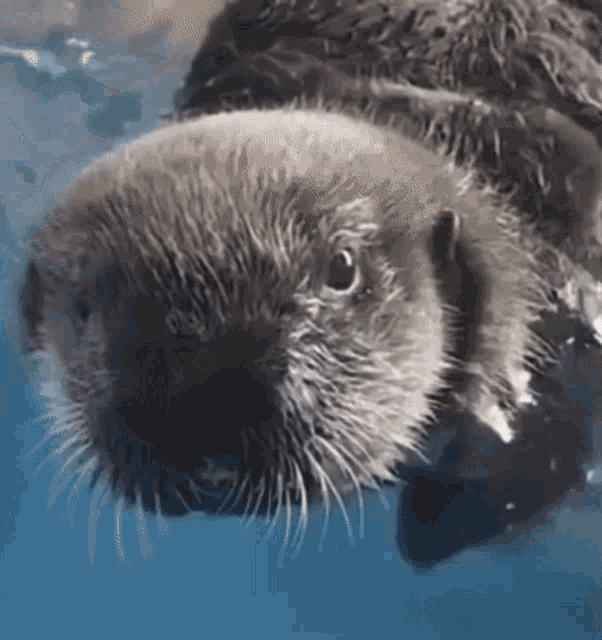 Otter Sea Otter GIF - Otter Sea Otter Joey GIFs