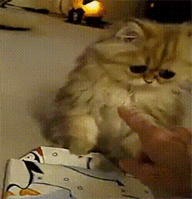 Kitty Meow GIF - Kitty Meow Evdial GIFs