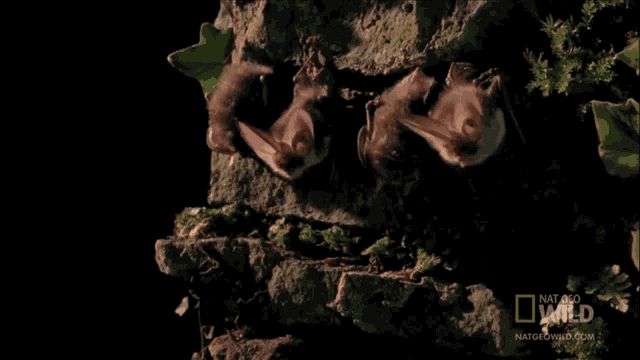 two bats are sleeping on a rock with a national geographic logo on the bottom