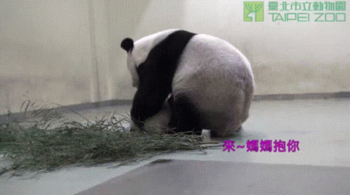 媽媽帶圓仔去睡覺 Mum Carrying Panda Cub Yuan-zai To Bed Taipei Zoo GIF - 睡覺打盹sleept Sleep Nap Doze Off GIFs