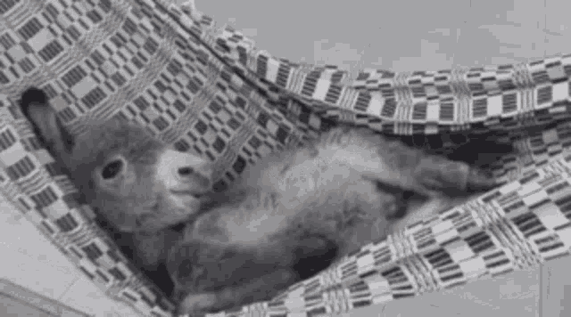 a donkey laying in a hammock with a checkered pattern