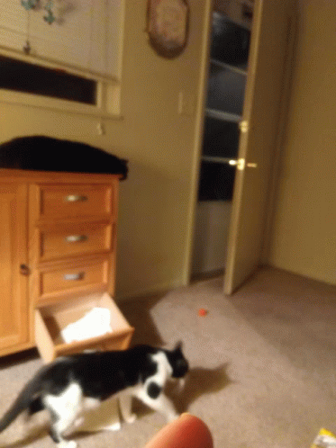 Ringo And Precious GIF - Ringo And Precious GIFs