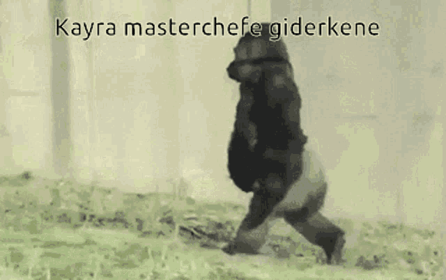 a picture of a gorilla walking with the caption kayra masterchef