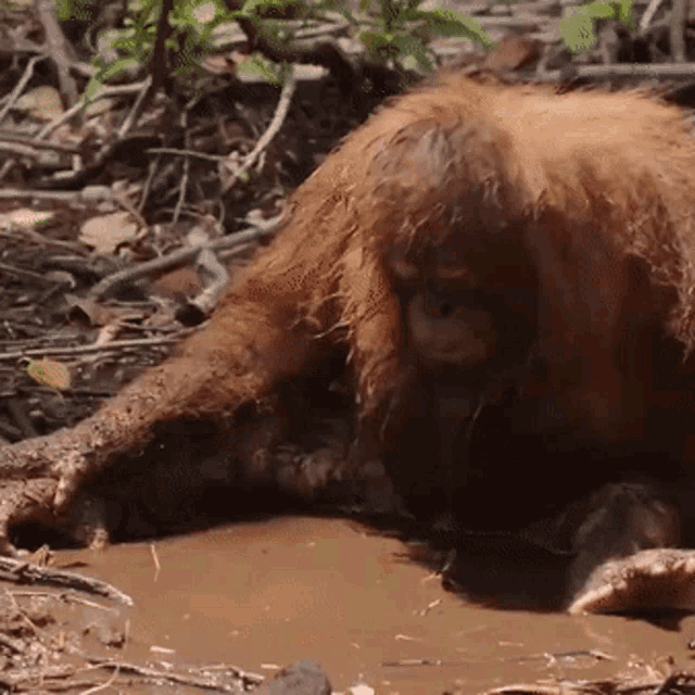 Orangutang Monkey GIF - Orangutang Monkey Funny GIFs