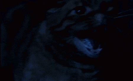 a blurred image of a cat 's paw walking on a dark surface