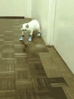 Shoes New GIF - Shoes New Cat GIFs