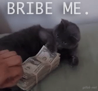 Bribe Me Cat GIF - Bribe Me Cat GIFs